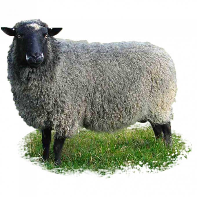 Романовская порода овец вес. Романовская порода. Романовская порода овец Тонина шерсти. Романовская овца. Баран живой купить цена
