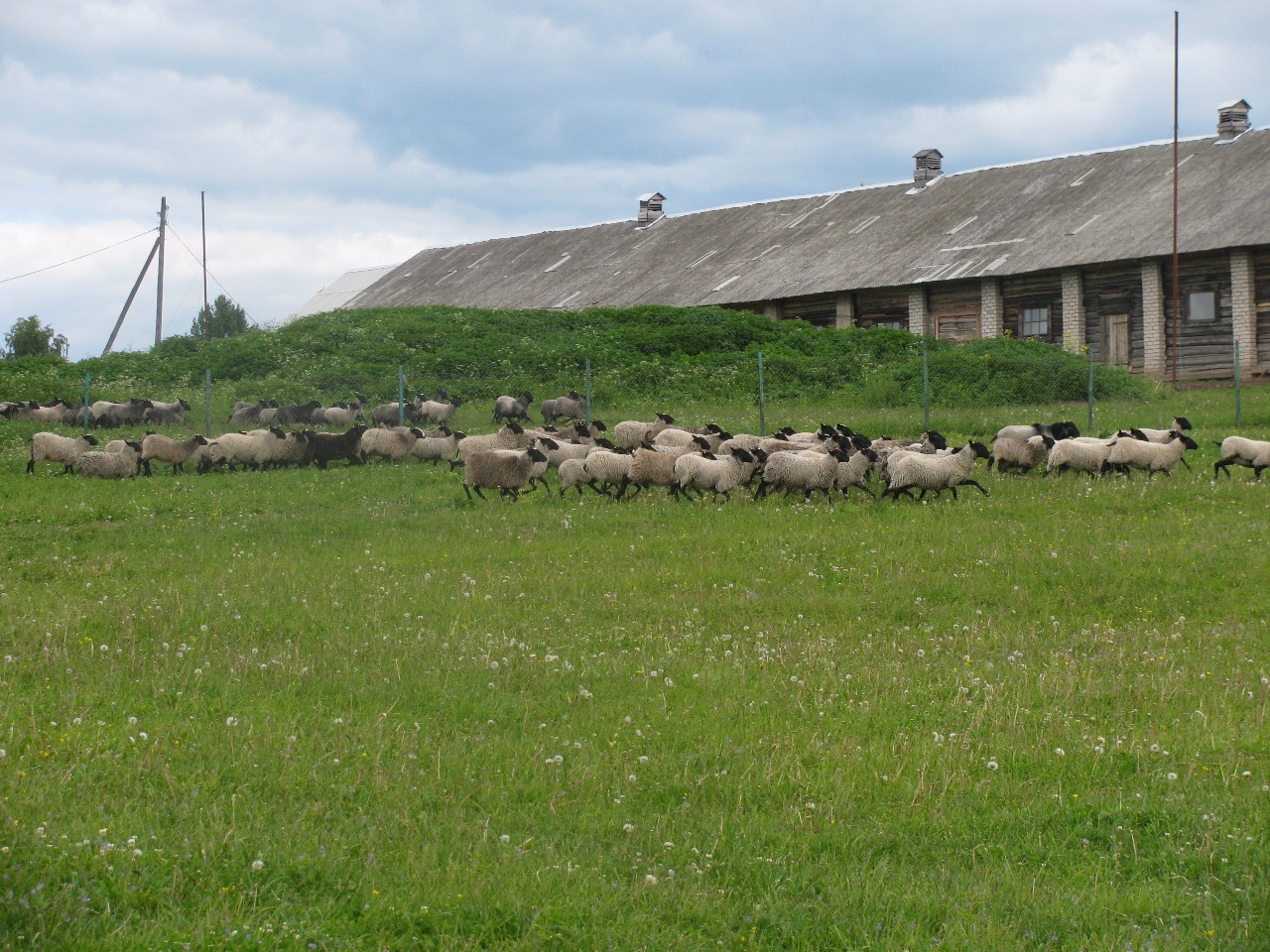 Темнолесская ферма. Овцеводческая ферма. Большемуртинский район ,ферма овец. Овечья ферма Смородино. Бараны на ферме.